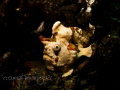   Blended. White orange dots painted frogfish Blended  